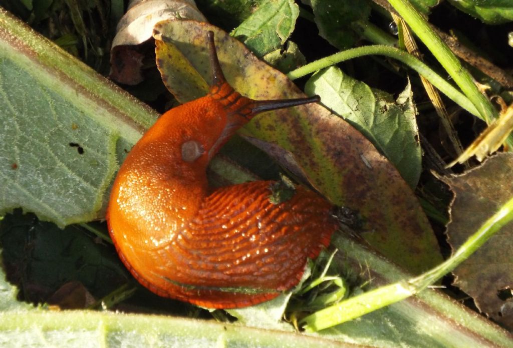 Lumache arancioni:   Arion cfr. vulgaris (Arionidae)